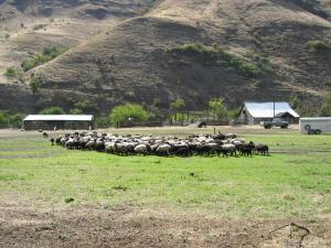 Magden Barnyard 2004