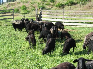 !300DeVlieglBlackKarakulsJune2006