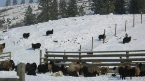 !!37DeVliegFlockinSnow20Jan2007