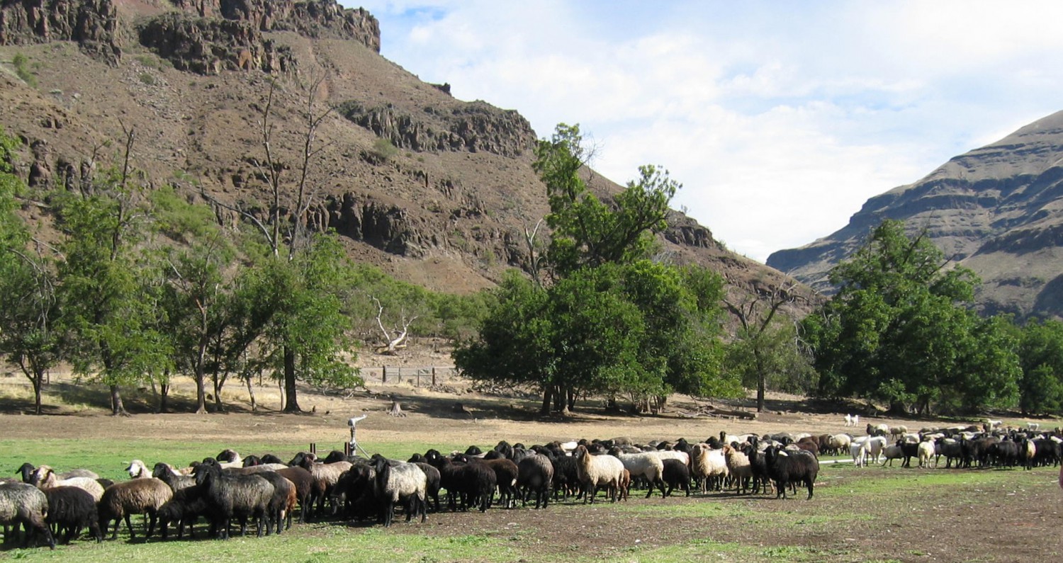Karakul Shepherds Alliance