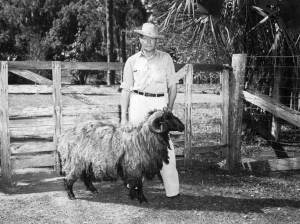 Bill Davis & full grown Karakul ram