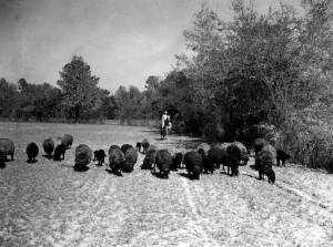 Bill Davis shepherding
