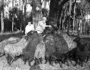 Davis' feeding Karakul sheep