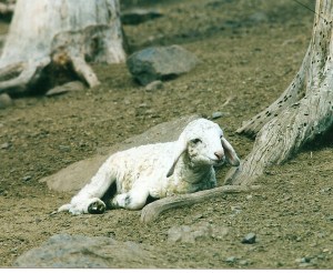 DeVlieg 02 200s ram lamb w very long ears