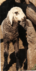 DeVlieg 92 ram lamb w long ears