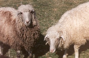 DeVlieg 94 Pearl & Shimmer w short ears (Cheryl's lambs)