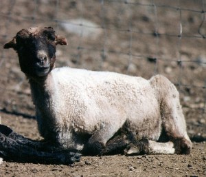 DeVlieg 95 ewe w elf ears