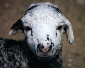 DeVlieg 95 lamb w short ears