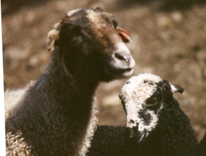 DeVlieg 96 ewe and lamb w elf ears