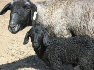 DeVlieg lamb 05 withLONGEars W162