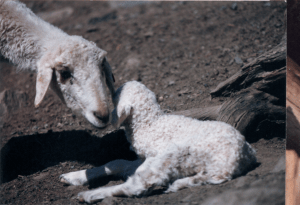 DeVlieg Mar 95 ewe w medium ears