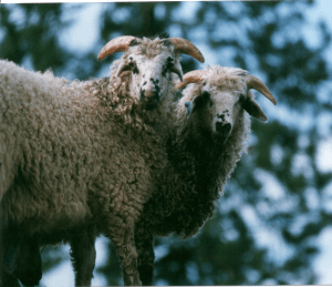 DeVlieg ram lamb w short ears