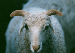 DeVlieg Snow Boy ram lamb w short ears