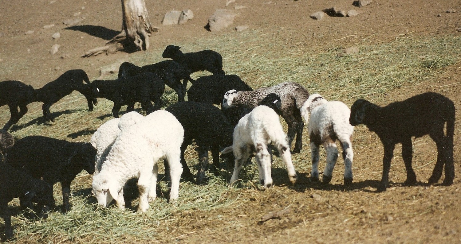 Karakul Shepherds Alliance