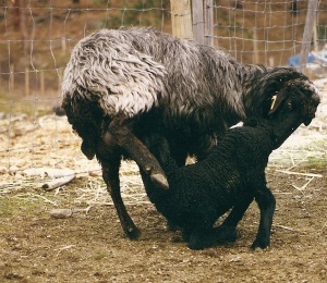 Karakul ewe with lamb, the ultimate mother