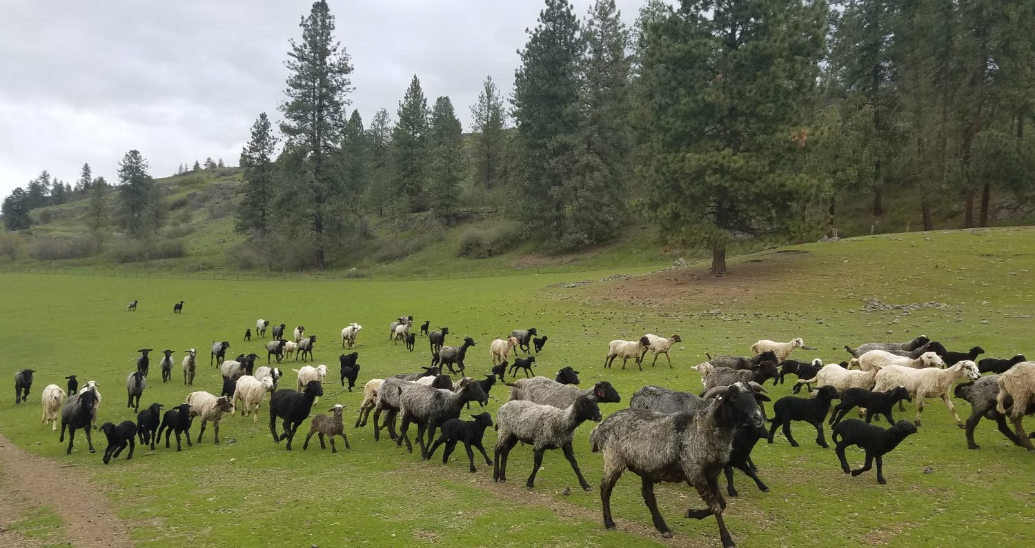 Karakul  Shepherds  Alliance