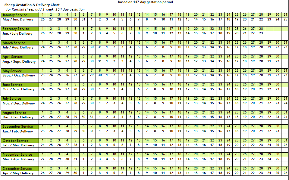 karakul-sheep-karakul-shepherds-alliance